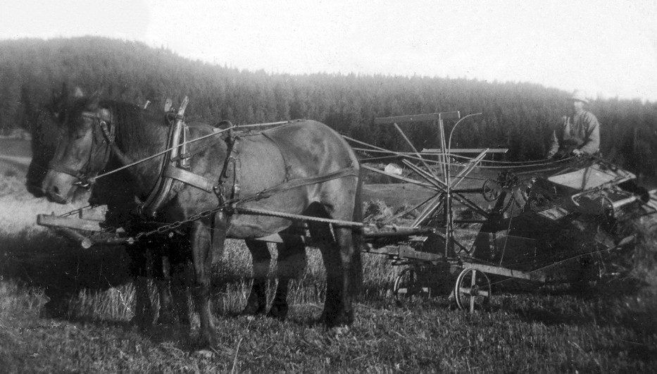 Reidar Helgedagsrud (født 1896) med selvbinder og hestebeit trolig på 1930-tallet. Ukjent fotograf.