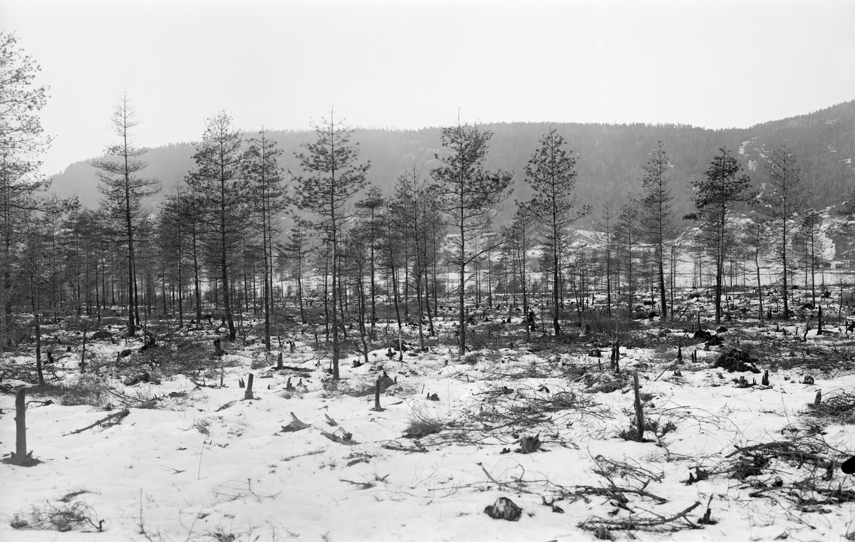 Skog skadd av svovelrøyk fra Evje nikkelverk. Myrlandskap med skrantete furu, skogkledd ås i bakgrunnen. Snø på marka