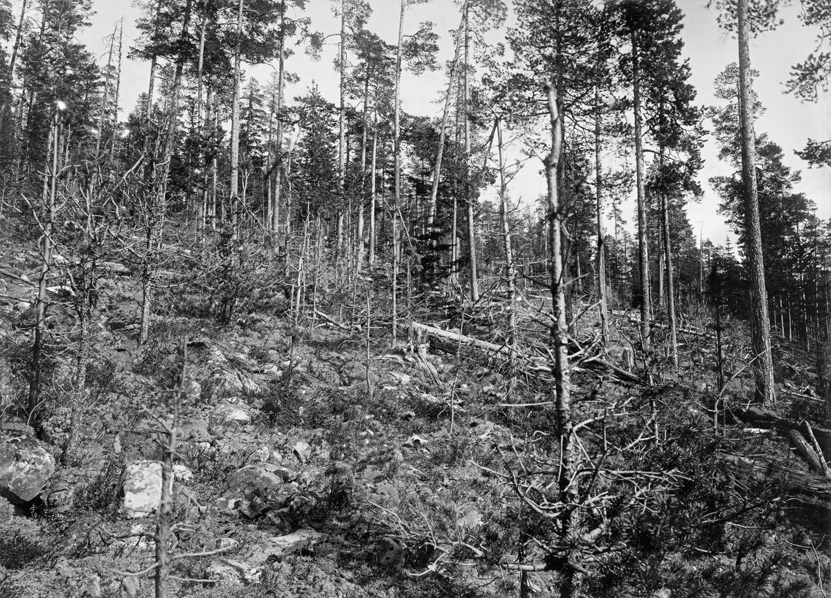 Li med furuskog.  Trærne, og særlig den yngre underskogen, er ødelagt ved at baret er beitet av greinene, slik at trærne har dødd. 