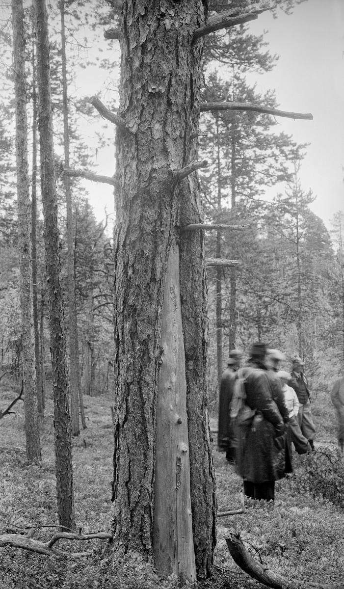 Gammel furu med barkløs brannflein fra bakken og anslagsvis halvannen meter oppover.  Fotografiet er tatt på Kjerringneset, i nærheten av skogvoktergarden Nesheim i Pasvikdalføret i Sør-Varanger kommune.  Fotografiet er tatt under Nord-Norges skogmannsforbunds jubileumsutferd til Øst-Finnmark i august 1938, da organisasjonen hadde 25-årsjubileum.  Kjerringneset ble presentert som et vanskelig skogområde å forvalte, på grunn av avstanden til markedene.  Det var rett og slett vanskelig å få drevet fram virke herfra med overskudd, enten det dreide seg om gamle trær som det i forgrunnen, som knapt vokste lenger, eller ungskog som skulle vært tynnet.  Til høyre i bildet ser vi noen av ekskursjonsdeltakerne.