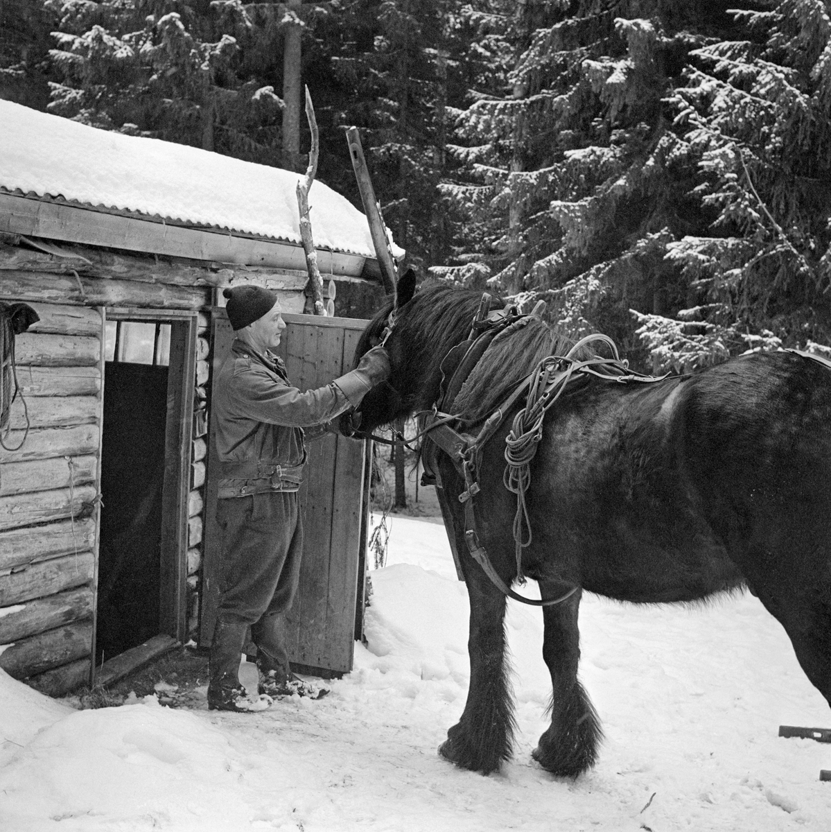 Tømmerkjører Johan Rasch (1916-2009), fotografert med dølahesten sin foran døra til stallen ved  Smaltjernskoia i Svartholtet i Elverum.  Rasch holdt hesten i hodelaget.  Den var utstyrt med arbeidssele og skulle øyensynlig inn i den lave, laftete stallen med bølgeblikket pulttak. Tømmerkjøreren var kledd i arbeidsjakke av dongeristoff og vadmelsbukse, han hadde ei lett topplue på hodet, arbeidshansker på hendene og langskaftete gummistøvler på beina.  I bakgrunnen skimter vi noe av et drag, som var reist mot stallbygningen.

Johan Rasch (1916-2009) drev småbruket Grønstad i Elverum.  Vinterstid arbeidet han i skogen, i hovedsak som tømmerkjører med hest, og om våren og på forsommern fløtet han tømmer i Glomma.
