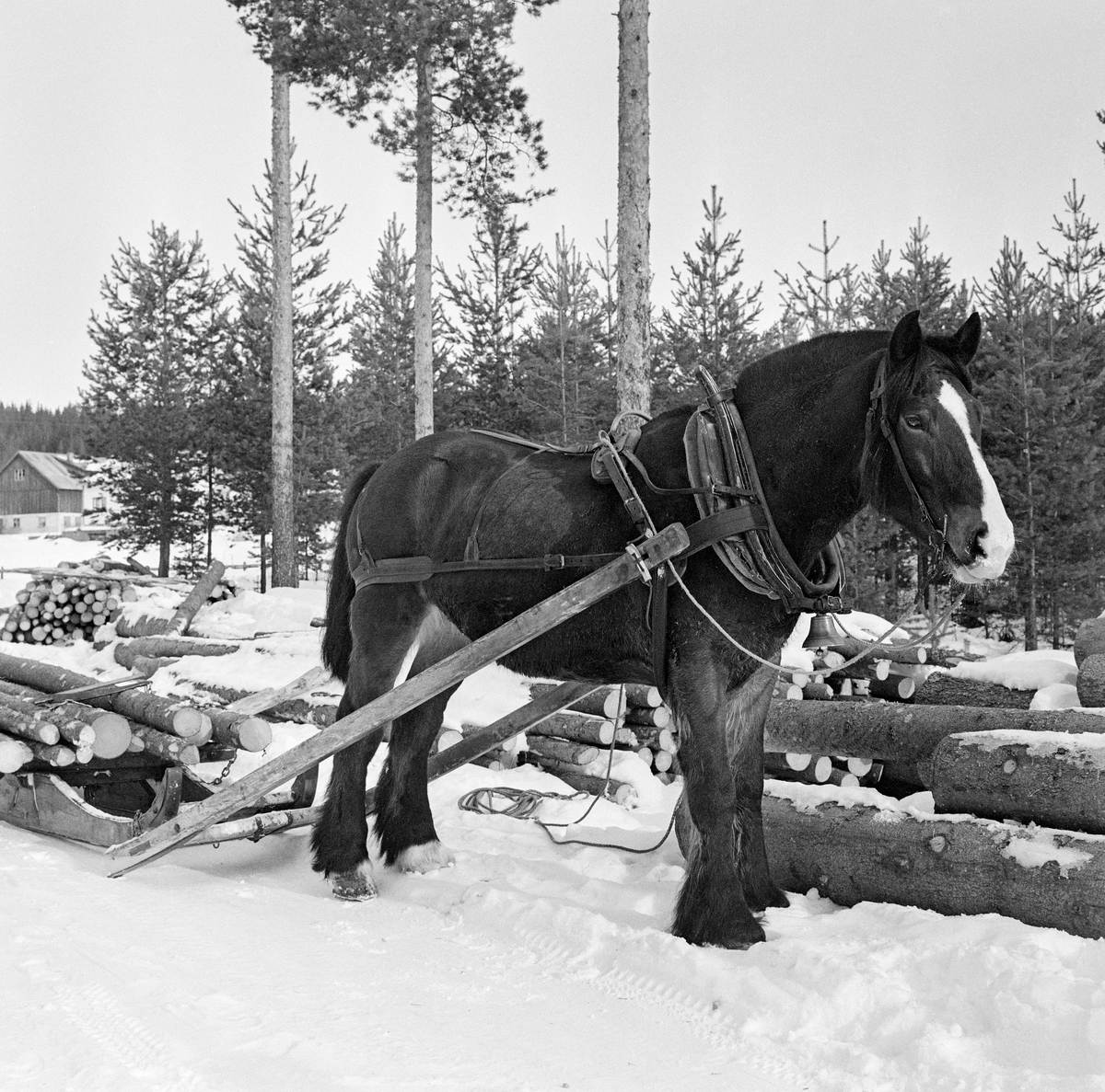 Tømmerhest, fotografert under kjøring i Stavåsen i Elverum vinteren 1971.  Hesten er fotografert skrått forfra på et tidspunkt da den sto stille ved en velteplass ved veg.  Den har arbeidssele og er forspent en tømmerrustning (bukk og geit), hvor det lå noen få, ubarkete granstokker da dette fotografiet ble tatt.  Det var seletøyet som gjorde det mulig å trekke, bremse og rygge med hesten.  Dette er en bogtresele med ei stoppet ringpute, som er tredd over hodet på hesten slik at den ligger an mot nakken og bringen på trekkdyret.  Derfra går det kraftige drotter (draglær) til orringen, som er plassert i krysningspunktet mellom bukgjorden, bærereimene fra høvret og bakselen.  Bakselen, som ble ført horisontalt fra orringene bakover sidene og rundt øvre del av lårene, var nødvendig for at hesten skulle kunne «holde igjen» i utforbakker.  Hesten ble styrt ved hjelp av tømmer, som er forankret i et munnbitt.  Tømmene ble ført gjennom ringene på høvret, og de var så lange at kjørekaren kunne betjene dem fra en posisjon på tømmerlasset.  Her, hvor lessinga ikke var avsluttet, lå tømmene i snøen ved siden av hesten.  Her ble tømmeret transportert på rustning, et todelt framkjøringsredskap, der den fremre sleden ble kalt bukk og den bakre geit.  Bukken hadde en dreibar bank, som tømmeret ble lagt på.  Dette bidro til at sleden ble fleksibel på svingete og staupete hesteveger i skogsterrenget.  Den noe kraftigere geita, som hadde sidemeier, ser vi ikke på dette fotografiet.