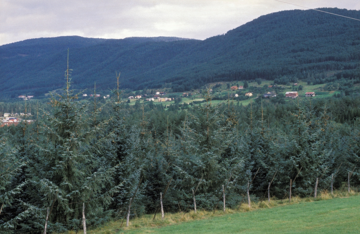 Kaupanger frøplantasje med grantrær i Sogn.  I bakgrunnen markante, skogkledde åser med gardstun og åkerarealer på flatene ned mot dalbotnen.