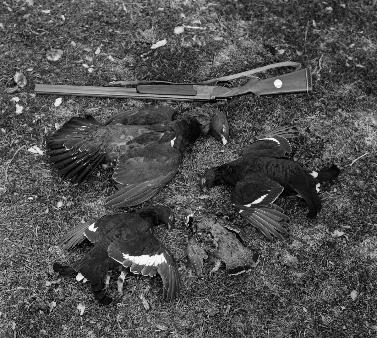 Fire skogsfugler (ei jerpe, en tiur, to orrhaner) og et haglegevær fotografert på bakken i Moberget i Elverum, der disse fuglene ble skutt i slutten av september 1970.  Jegeren var fotografen Kjell Søgård. 
Storfugljakt. 