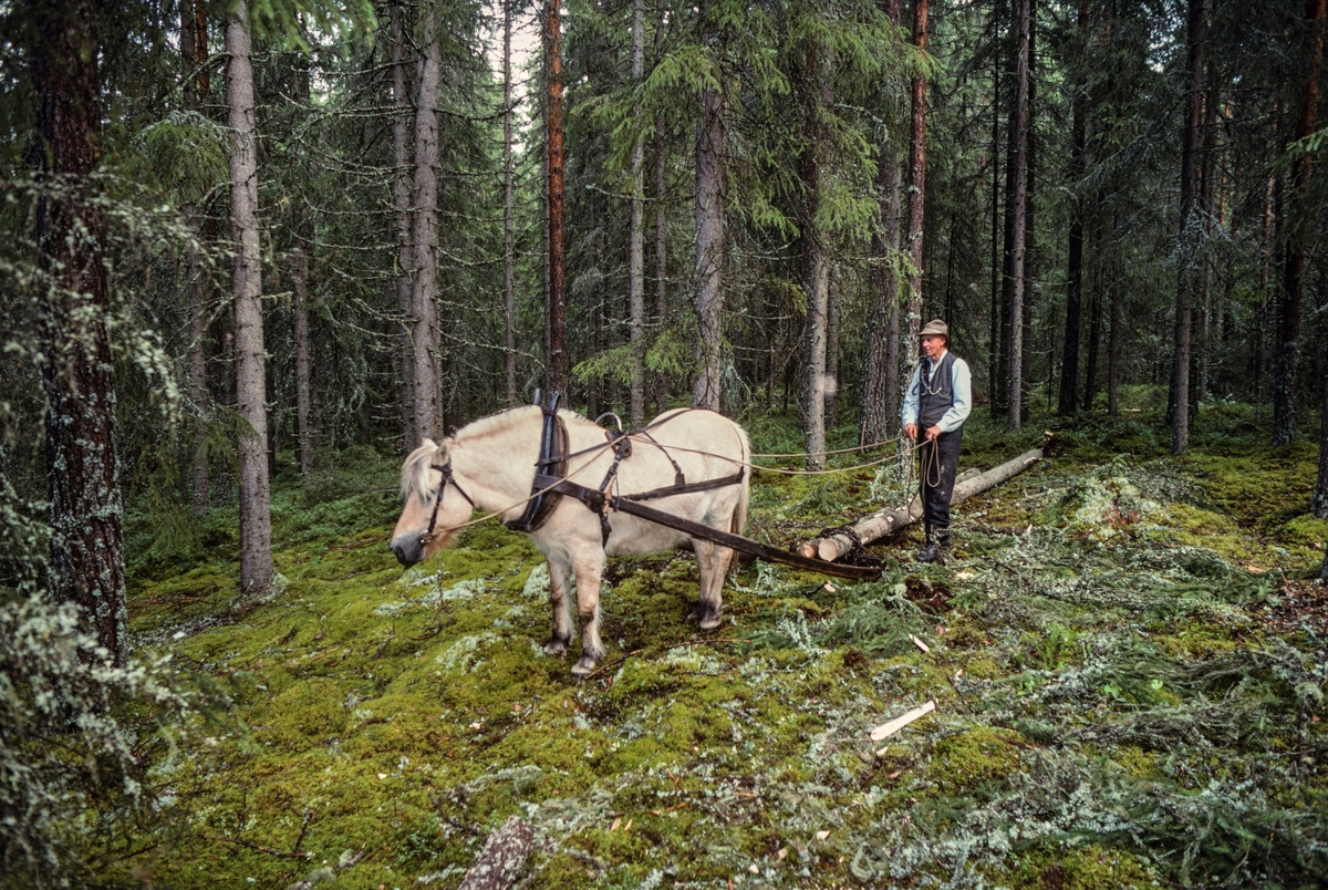 Hestekaren Og Tradisjonsbæreren Ola Kolstad Fra Garden Fjell I Gardvik I Nord Odal Lunner 