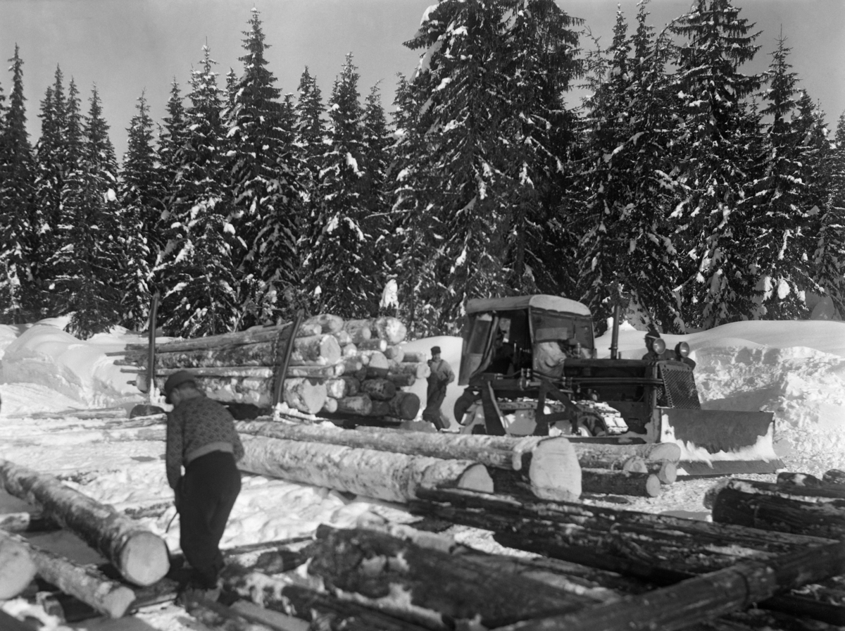 Mekanisert tømmertransport på vinterføre i Siljan i Telemark vinteren 1951.  Fotografiet er tatt fra en velteplass, der en mann i forgrunnen ruller stokker på plass på underlagsstokker.  Bakenfor ser vi et beltegående kjøretøy med frontmontert skjær – en bulldoser (antakelig en Caterpillar-modell) – med en etterhengt rustning (todelt slede) av stål.  På sleden er det et for sin tid enormt lass med barket tømmer.  I bakgrunnen forholdsvis tett granskog. 
