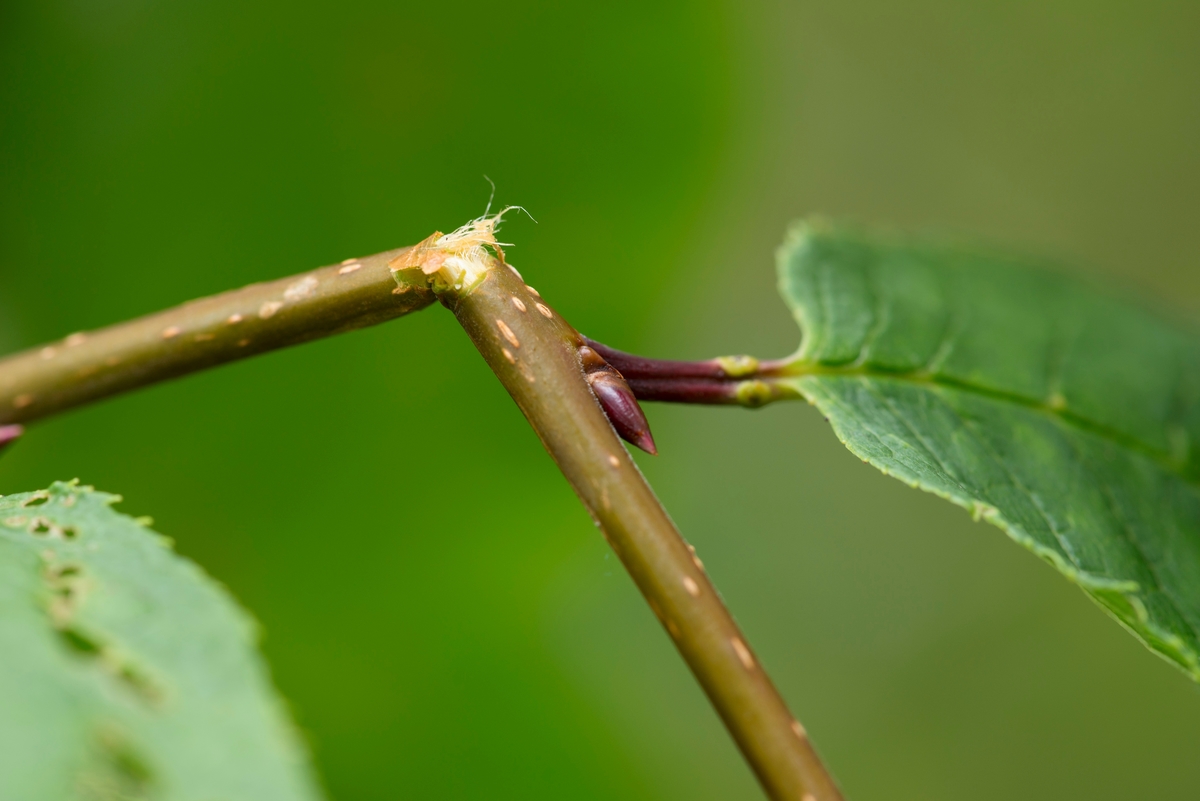 Brukken kvist fra et seljetre (Salix caprea).  Bildet er antakelig tatt for å vise hvor seige de langsgående fibrene hos dette treslaget, og andre Salix-arter, er.  Vi ser også litt av barken på ungdomsveden, samt et bladfeste.