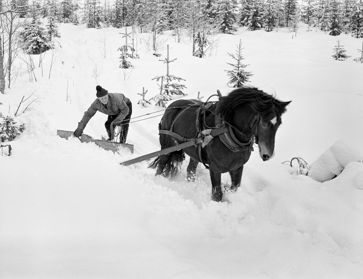 Tømmerkjøreren Johan Rasch (1916-2009) brøyter veg for tømmertransport i Svartholtet i Elverum vinteren 1975.  Fotografiet er tatt i et forholdsvis åpent lende der det stikker en del smågran og småbjørk opp av snøen.  Det kan synes som om det er et far i snøen etter kjøring tidligere på vinteren.  Sannsynligvis hadde det i ettertid falt såpass mye snø at hesten gikk med løssnø til knærne.  På et slikt underlag ville det bli vel mye friksjonsmotstand for tømmerlassene.  Forstmannen Johannes Kåsa antyder at en alminnelig skogshest kunne trekke 1 430 kilo på flat, løs snøveg, 4 000 kilo på fast, god basveg og hele 10 000 kilo på flatt isunderlag.  Helt flatt er det ikke i Svartholtet, men tallene indikerer at lasstørrelsen langt på veg kunne tredobles om vegstandarden ble hevet fra «løs snøveg» til «fast basveg», og dette var bakgrunnen for at Johan Rasch brukte tid på å trekke en V- eller A-formet treplog bak hesten sin for å få løssnøen ut av vegfaret.  På dette fotografiet ser vi dølahesten skrått forfra.  Bak skimter vi tømmerkjøreren, kledd i vadmelsbukser, dongerijakke og topplue, som forsøkte å styre plogen.