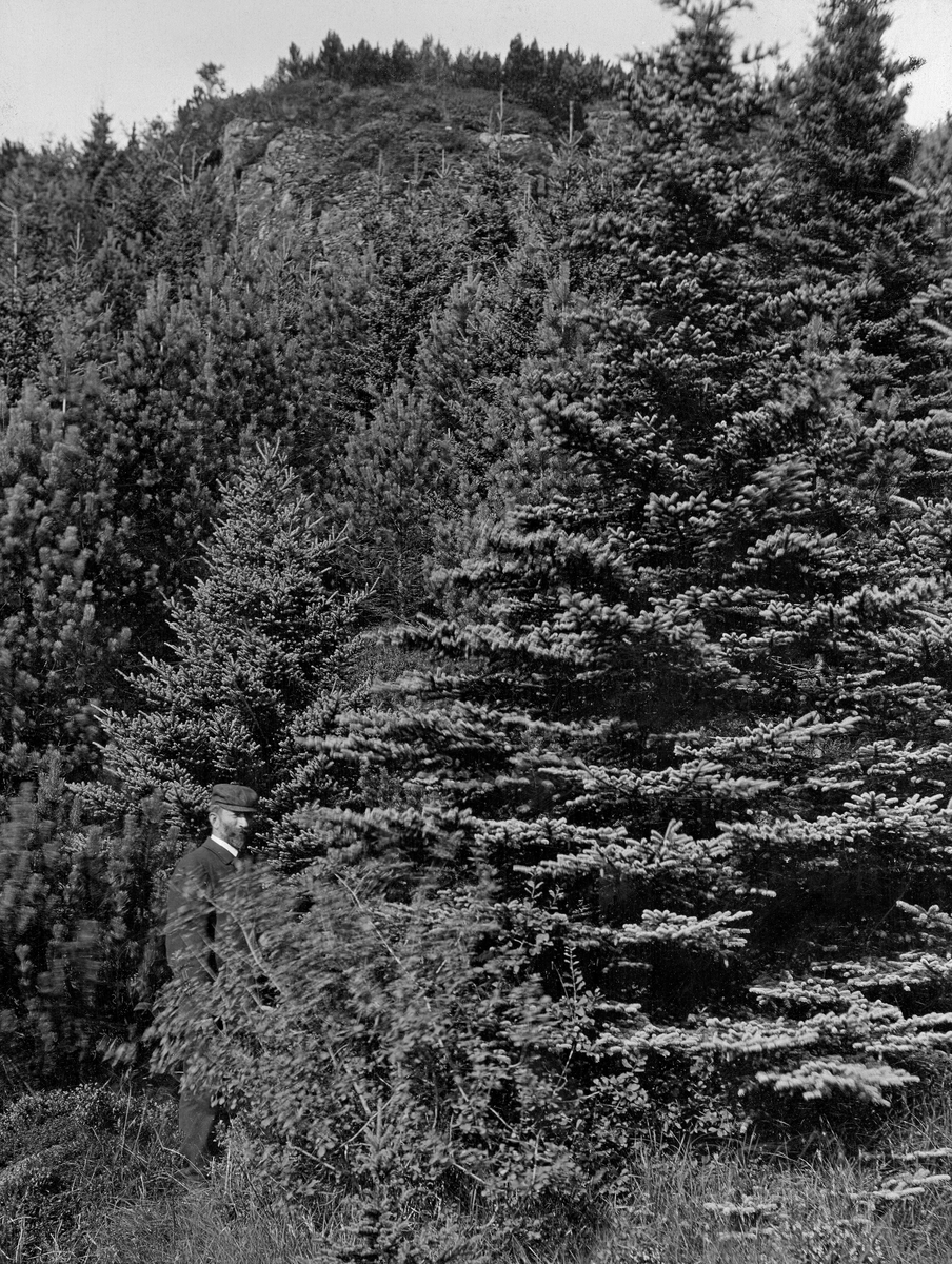 Plantefelt i hellende terreng ved cirka 290 meter over havet i fjellet Løvstakken, sør for Bergen sentrum.  I området hvor dette fotografiet ble tatt ble det plantet norsk furu (Pinus silvestris) og canadisk kvitgran (Picea glauca), ifølge en innskrift bak på kartongen bildet er montert på i 1886.  Trærne hadde i løpet av de cirka 20 årene som gikk før dette bildet ble tatt vokst seg store og frodige.  En dresskledd mann med skyggelue til venstre i forgrunnen danner målestokk for denne vekstkraften.

«Bergenske Skov- og Træplantningsselskab» ble stiftet i 1868 forsyne «de nu nøgne Fjeldsider i Bergens Omegn med Skov».  Arbeidet startet på den sida av fjellet Løvstakken som vendte mot byen, der treplantingsselskapet rett og slett kjøpte plantemark, men også organiserte planting på privat grunn.  Seinere fortsatte man på Fløyen og de andre bergensfjellene.  Planteprosjektene ble dels finansiert gjennom kontingenten bergensborgerskapet betalte for å være medlemmer av treplantingsselskapet, dels ved bidrag fra lokale fond og også med offentlige bidrag.  Statens skogfunksjonærer på Vestlandet administrerte virksomheten.  Forstmester Andreas Tandberg Gløersen og skogplanter Martin Adolf Grude mente at det kunne vokse bartrær i jordsmonnet, som besto av sand og grus.  Elever fra landbruksskolen på Stend bidro i plantearbeidet.  Det ble først plantet norsk gran (den gang kalt Abies excelsa), norsk og østerriksk furu (Pinus silvestris og Pinus austriaca, Høss.), og lerk (Larix euopea).  Det ble også plantet noe canadisk kvitgran (den gang kalt Abies alba, Lawson), som hadde greid seg godt i danske og nordtyske hedeplantinger, og ble ansett for å være et godt lovende treslag i kystegnene.  Importfrø av sistnevnte treslag var imidlertid kostbart, noe som nok begrenset bruken.  Lerketrærne skjøt raskt i været, men skrantet etter hvert.  Skogfunksjonærene antok at dette skyldtes jordsmonn og klima, og bruken av dette treslaget ble trappet ned.  Furua greide seg derimot bra, og gran vokste fantastisk.  Alt i slutten av 1870-åra kunne man konstatere at «tidligere udførte Træplantninger i Løvstakkens Skraaning trives ogsaa godt og begynde nu at blive iøinefaldende fra Byen af.»