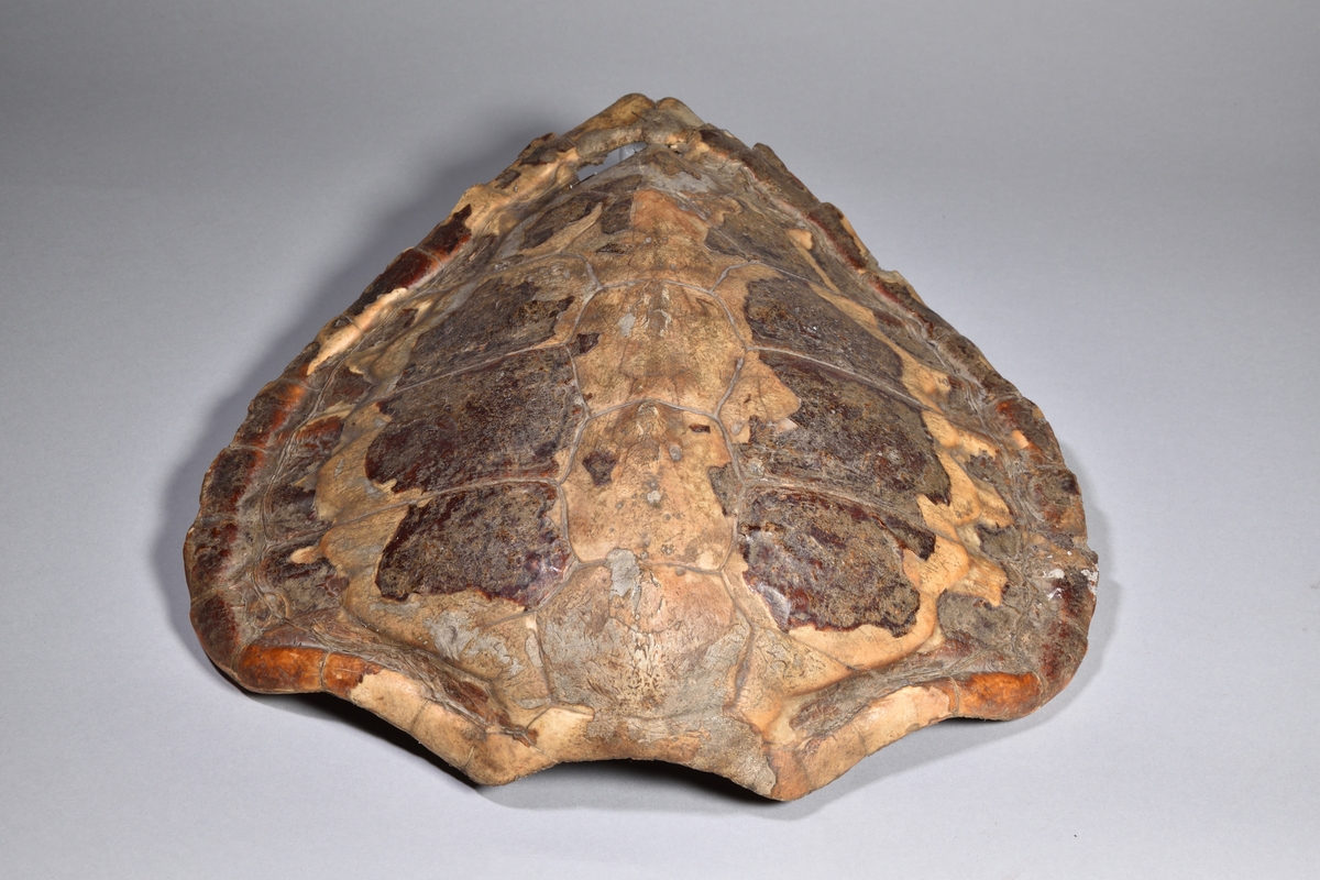 Sköldpaddsskal i olika bruna toner från okänd plats.