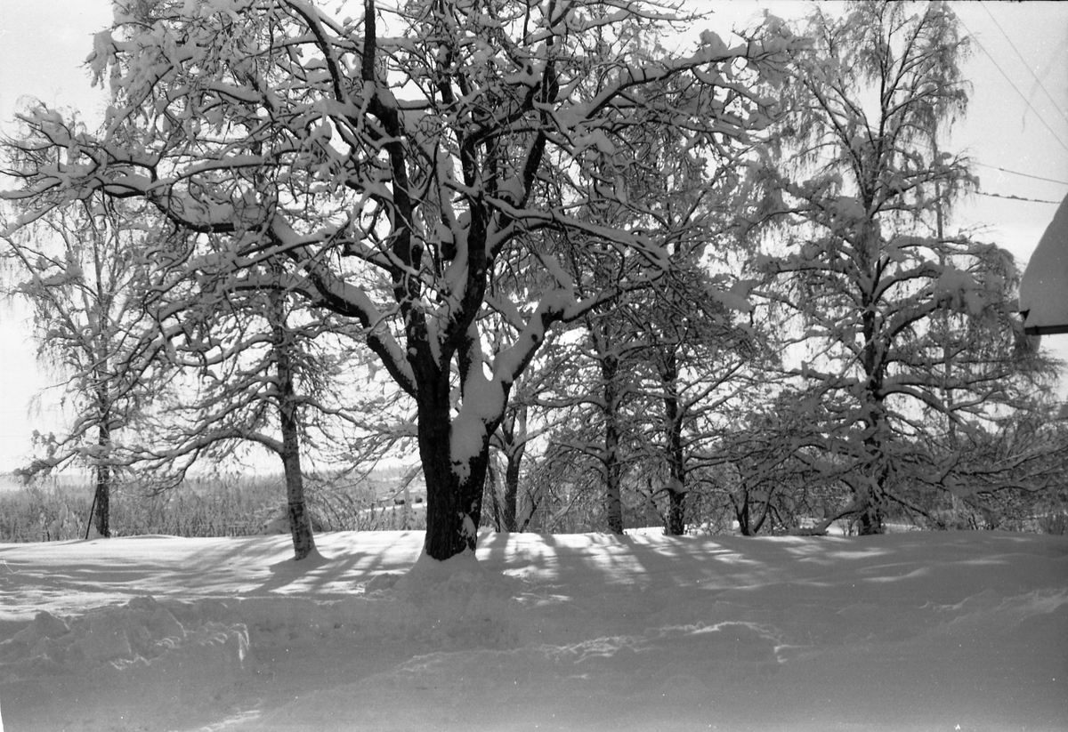 Vintermotiv. Hus og trær. Ukjent sted. Fem bilder.