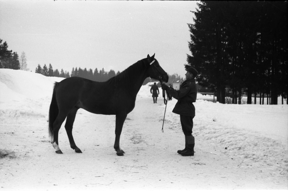 Hest ved Hærens Hesteskole på Starum januar 1953. Serie på ni bilder. Personen på bilde 1-4 er Ragnar Moe, på de øvrige fem Otttar Markeng.