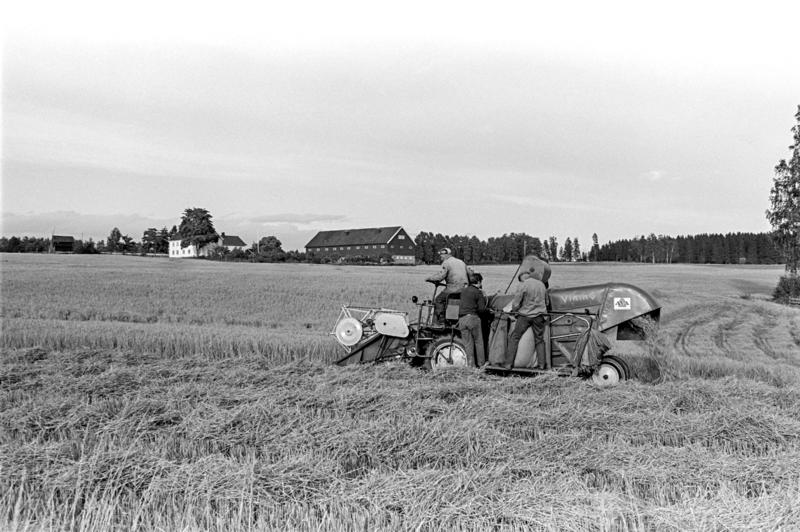 Svart-hvitt foto fra 1966 som viser en skurtresker i arbeid på jordet foran Voll gård.