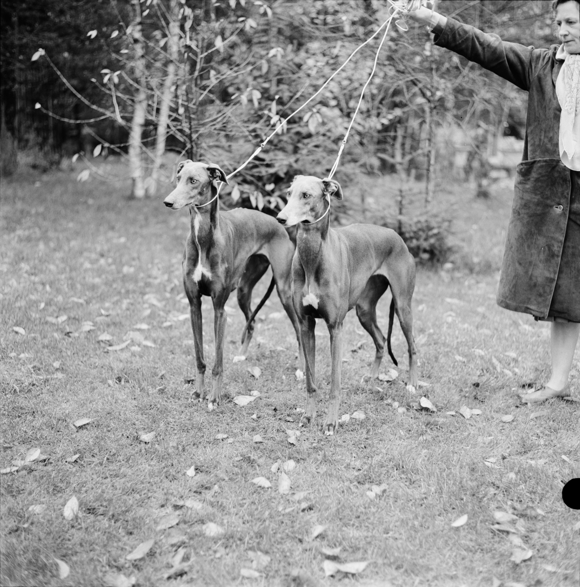 "5 stycken hundar hos fru Eriksson", Uppland 1962