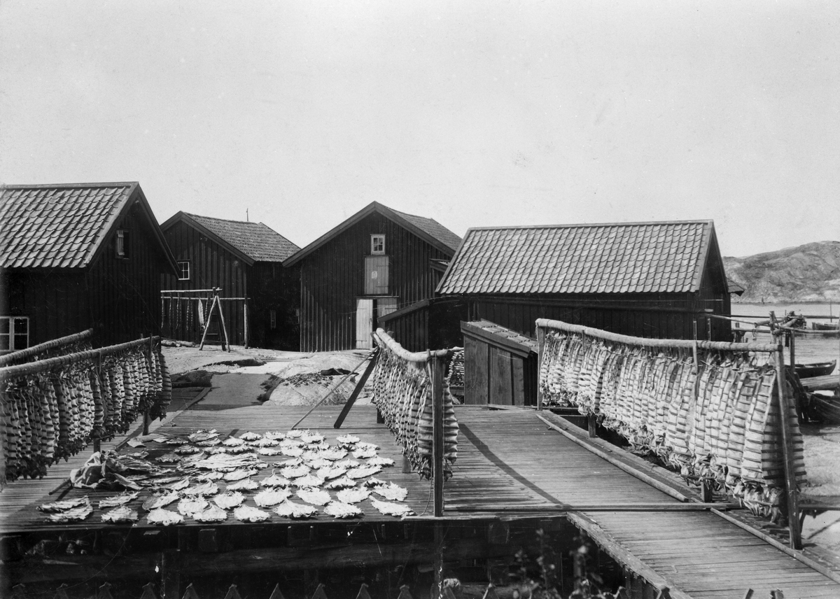 Bohuslän, Orust v. hd., Morlanda sn. Mollösund. Spillångor, Mollösund. Juli 1896.

Långor, som fiskats och hängts på tork att användas bla som råvara till lutfisk.
