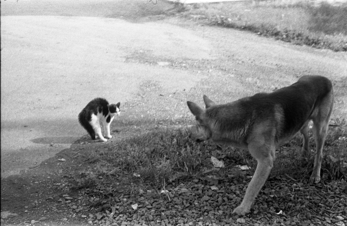 Møte mellom hund og katt fotografert gjennom vinduet hos Lena Foto & Radio juli 1953. Fem bilder.