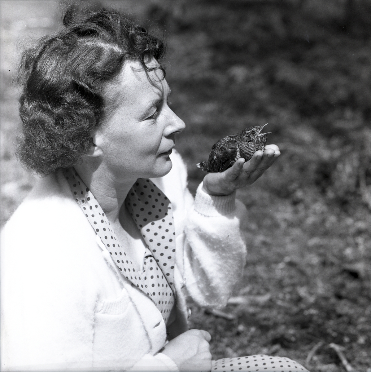 En gökungen blir matad av en fågelhona i handen på en kvinna den 13 juli 1961.