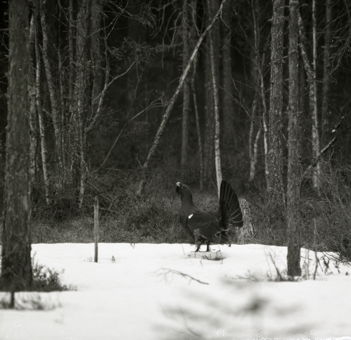 En tjädertupp spelar på snön i skogen vid Häggtjärn i april 1976.