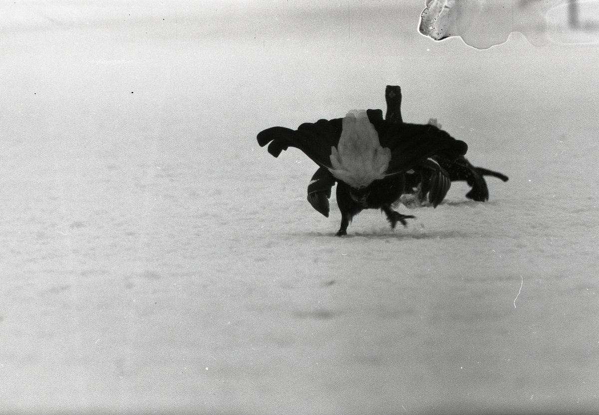 Två orrar slåss på flygfält i Söderhamn den 4 februari 1957.