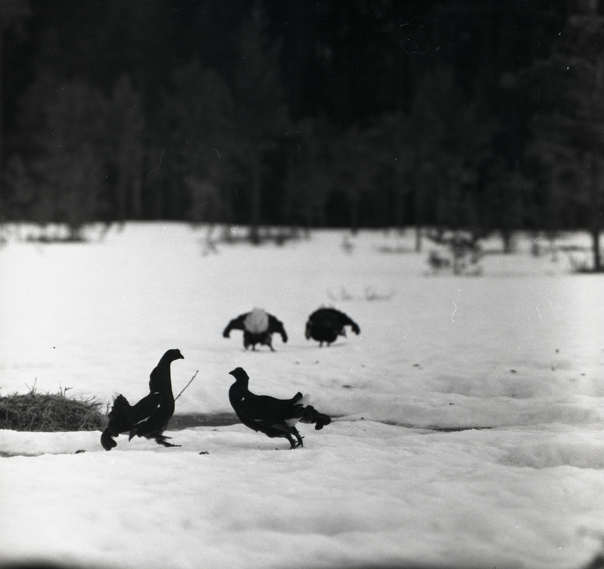 Orrspel på snö vid en skog den 29 april 1956.