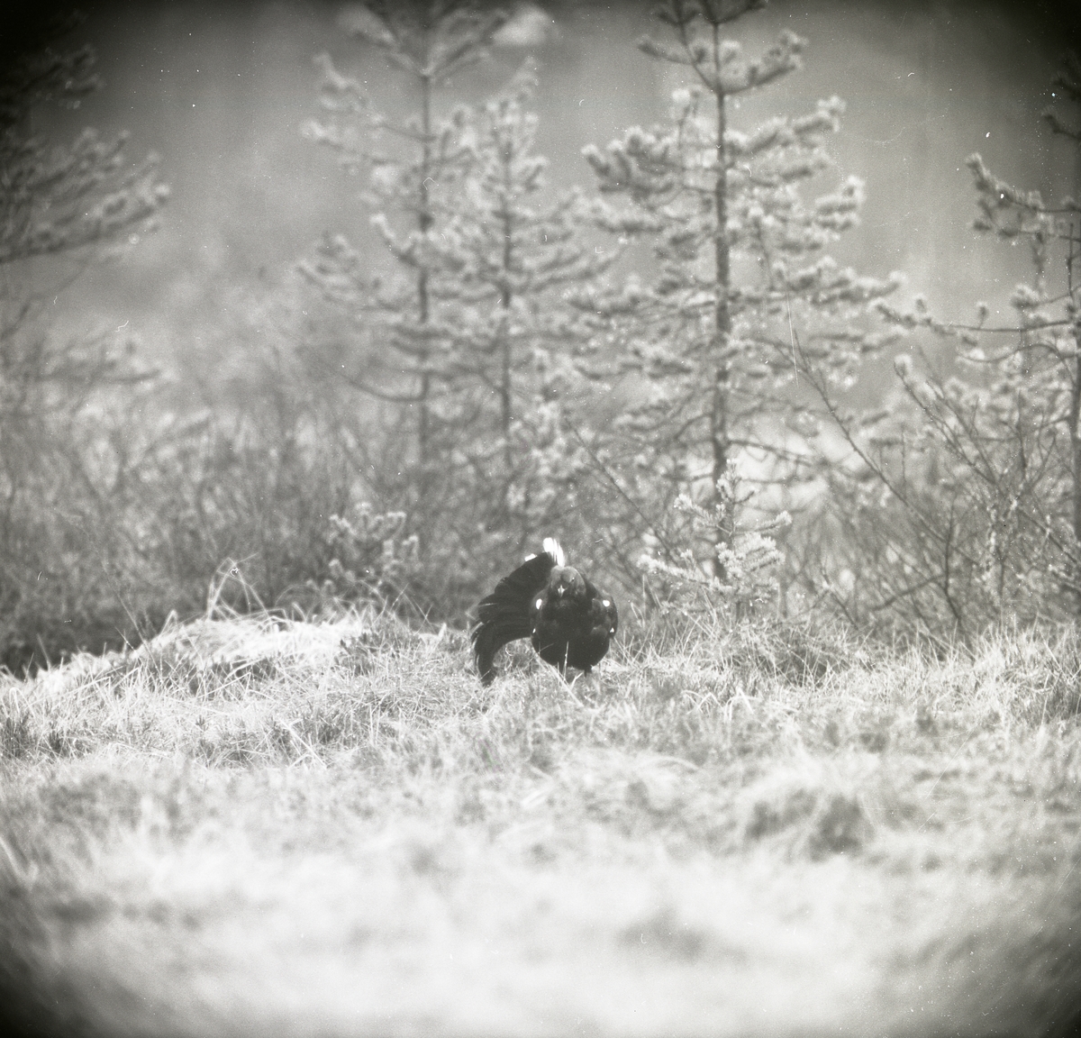 Vid Degelmyren står en orre med få stjärtfjädrar i gräset vid en tallskog den 3 maj 1964.