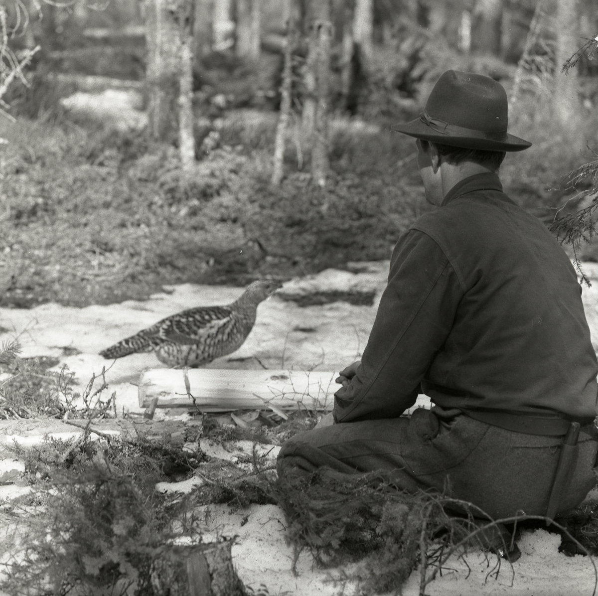 En man med kniv och hatt sitter i gräset i skogen och tittar på en tjäderhöna, Västra Höle 25 april 1960.