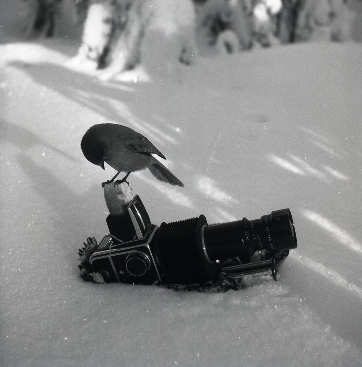 En lavskrika sitter på en kamera som ligger i snön vid Bogården den 10-11 februari 1955.