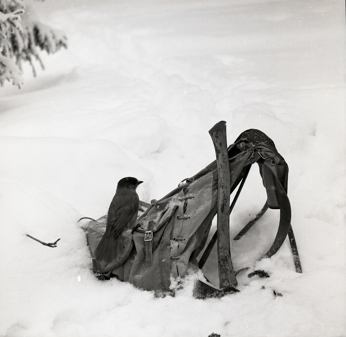 En lavskrika sitter på en ryggsäck som står i snön vid Hälsen den 22 februari 1970.