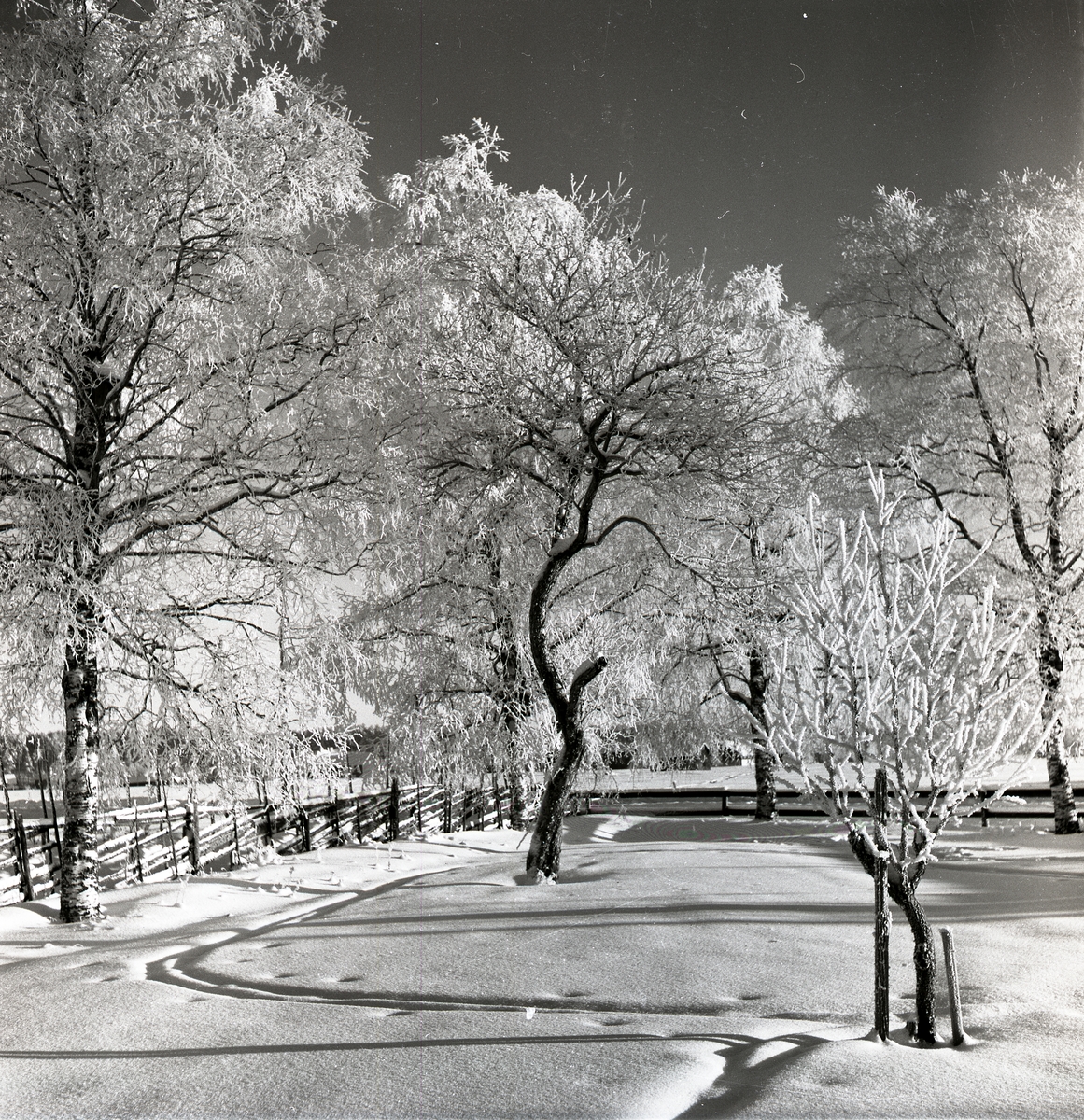 Trädgård med äppelträd i rimfrost och snö, i januari 1953.