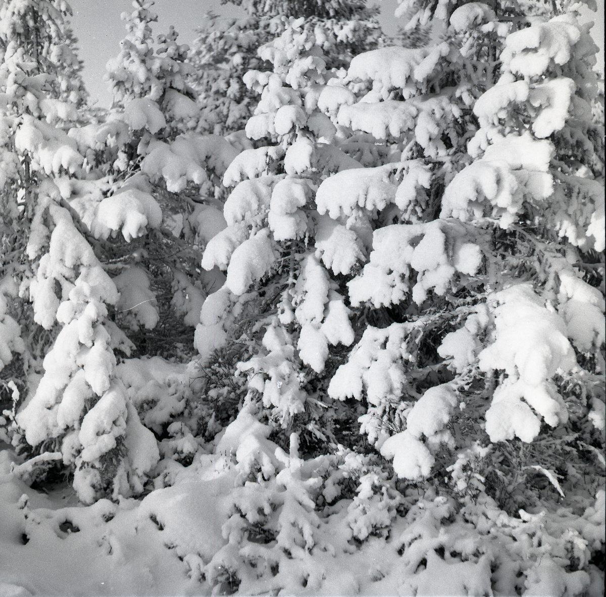 Snötyngda granar i närbild, julen 1954.