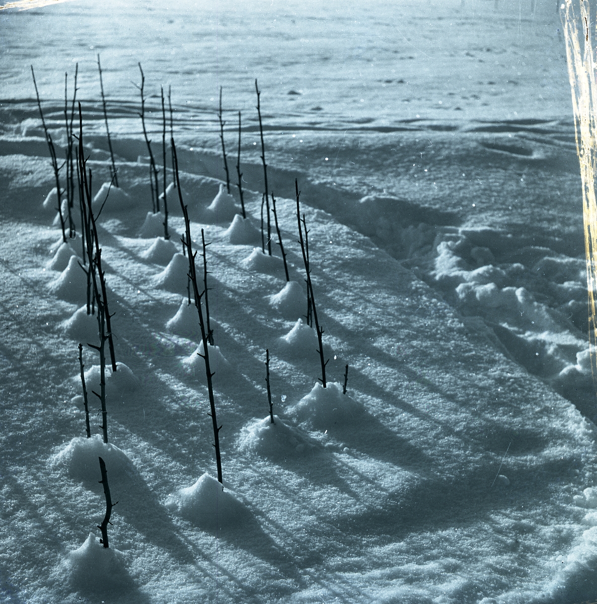 Sticklingar i snö, februari 1947.