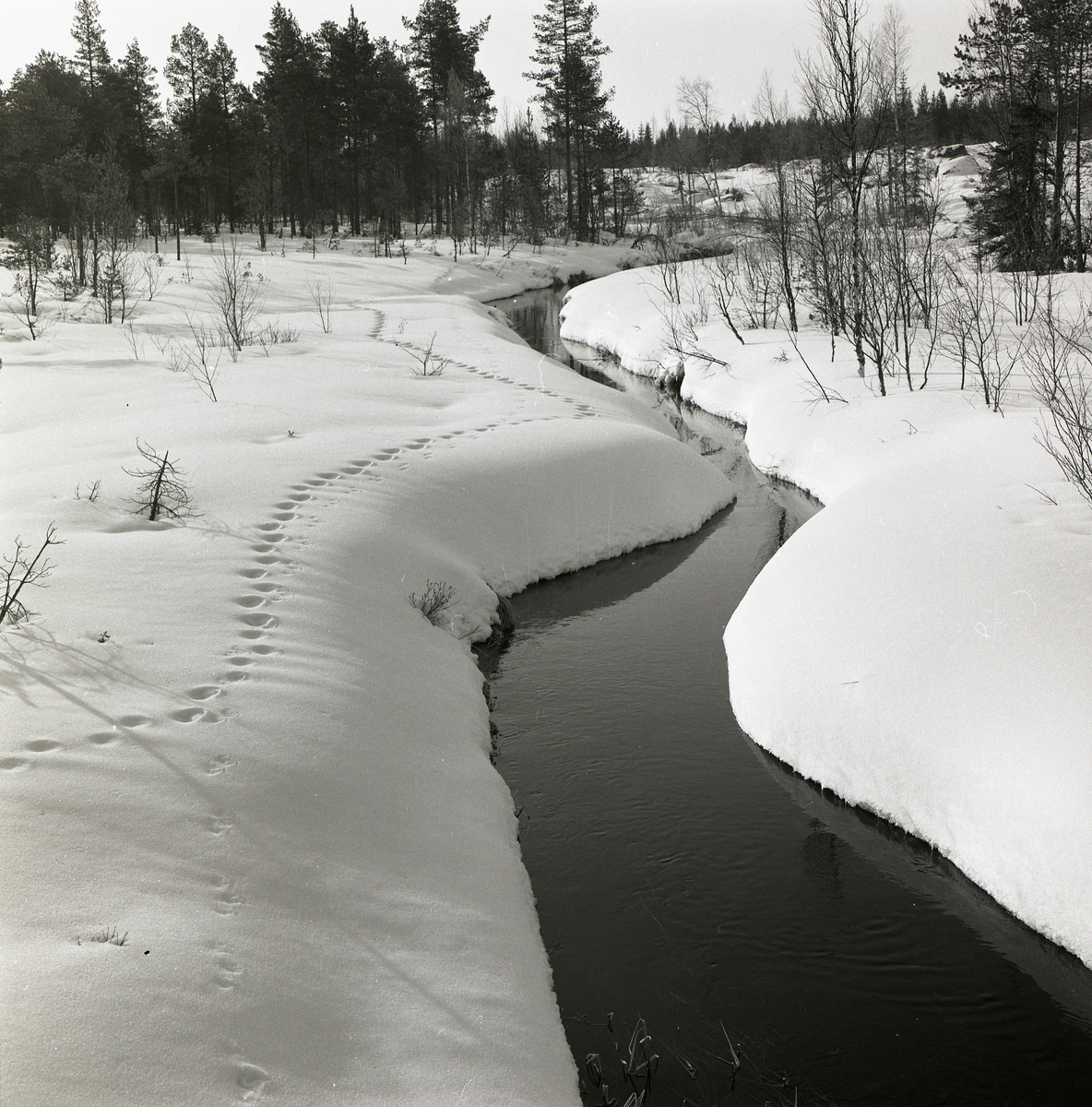 Vattendraget Hölesjöån slingrar sig fram genom vinterlandskapet, 1970.
