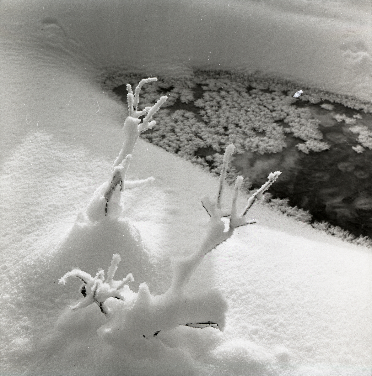Snötäckta grenar framför ett vattenhål med iskritaller på ytan vid Hyttkvarnån, 3 - 21 januari 1960.