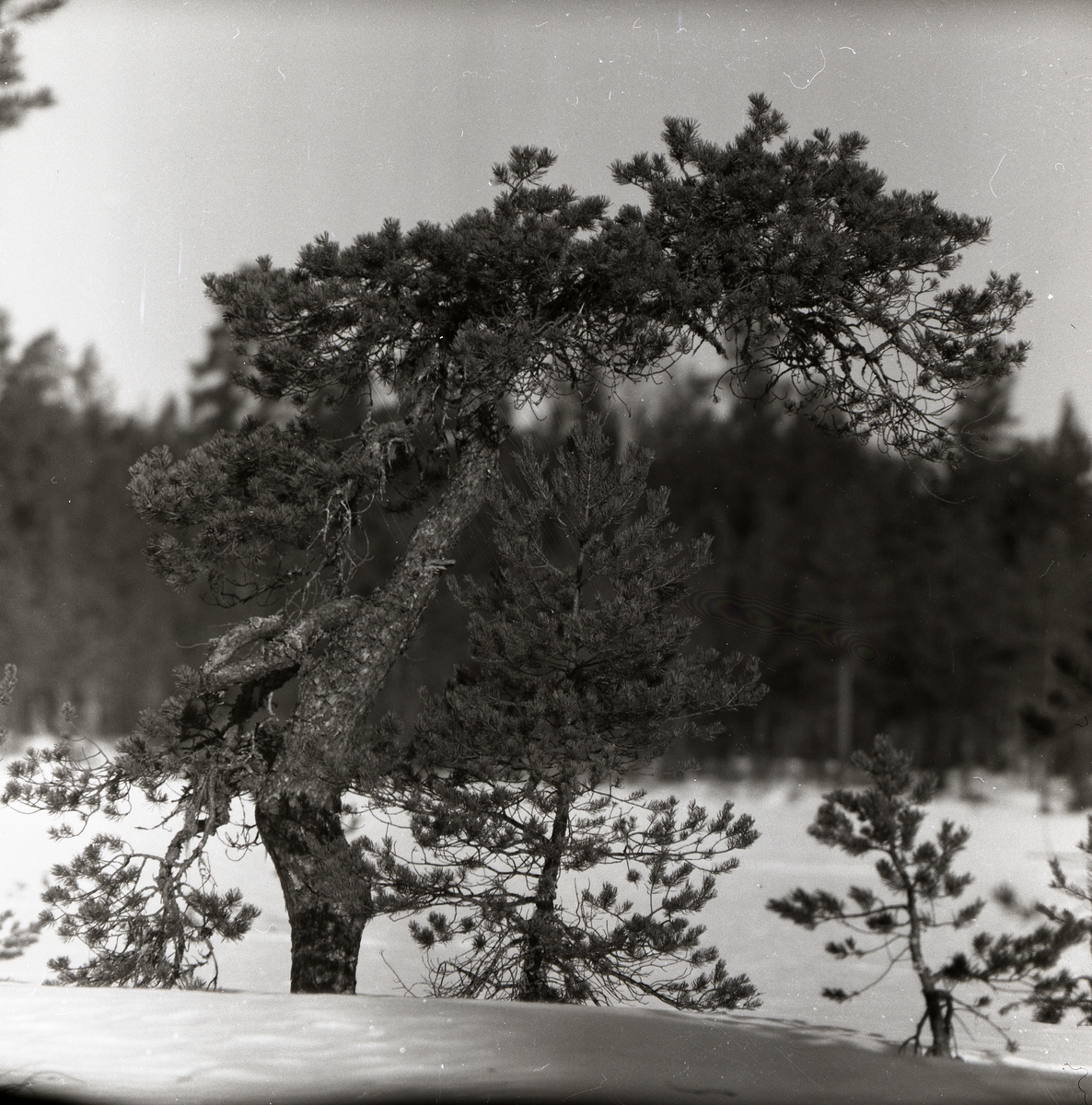 En krokig tall vid Degeln, vintern 1956.