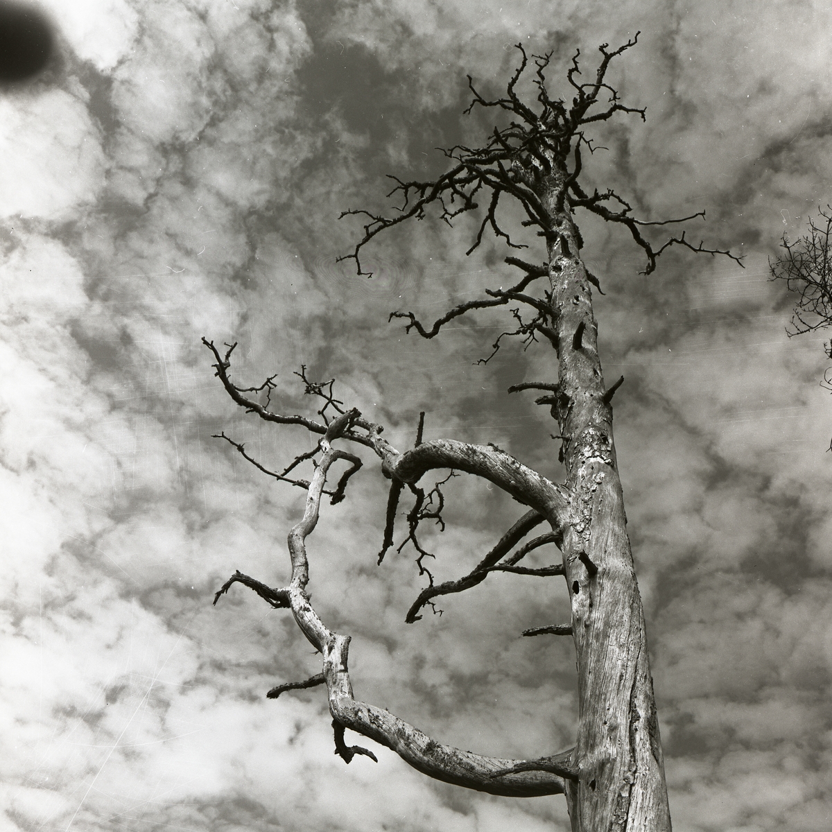 Ett dött och kalt träd, så kallad torrake, på Skogsberget i maj 1956.