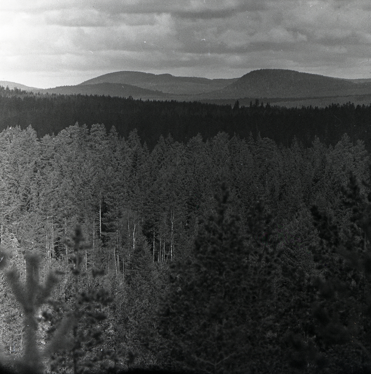 Vy över skogen mot Hocken från Grängberget, 24 maj 1959.