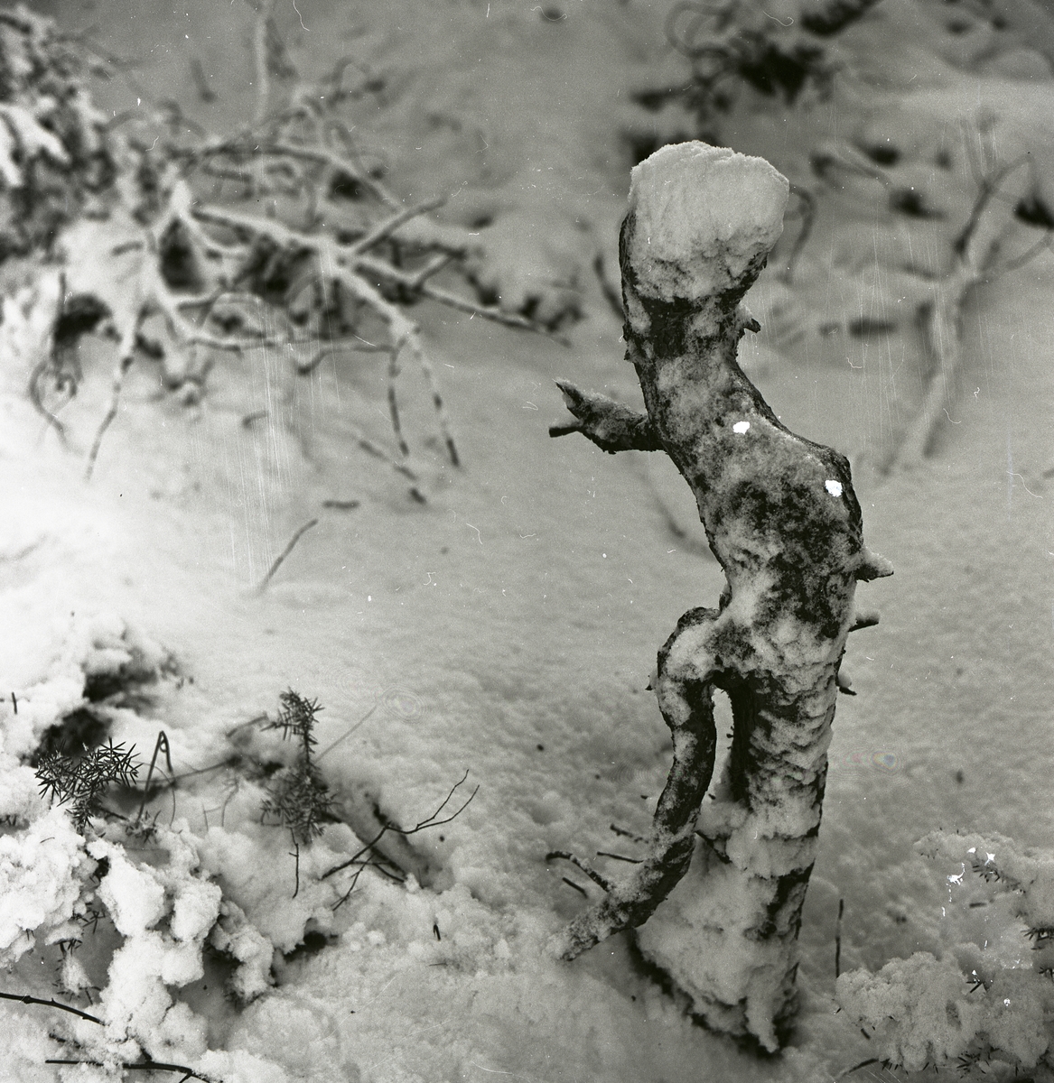 En trädrot har formen av en trollfigur, januari 1961.