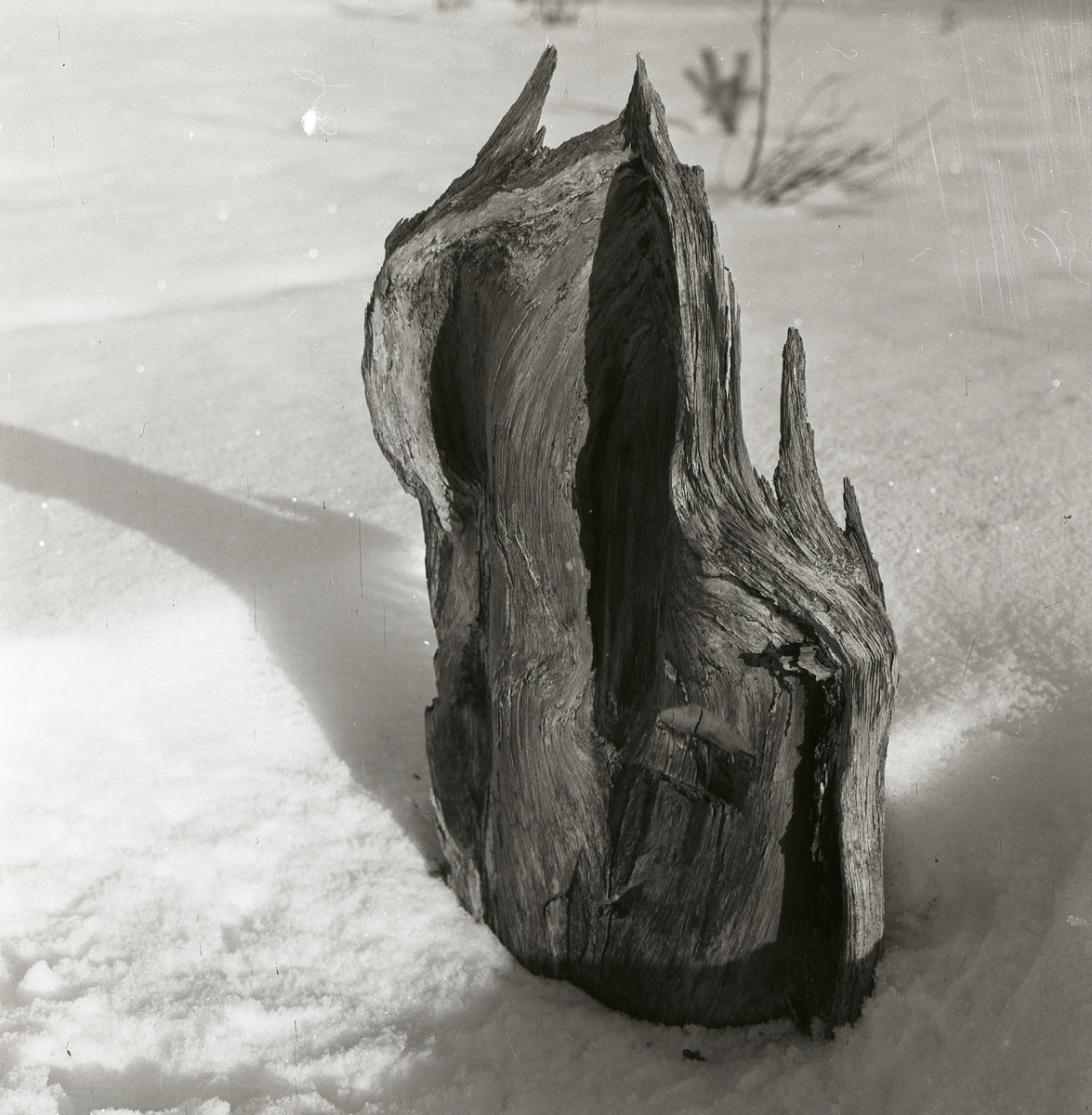 En trädstubbe i snön har formen av en katedral enligt Hilding, mars 1960.