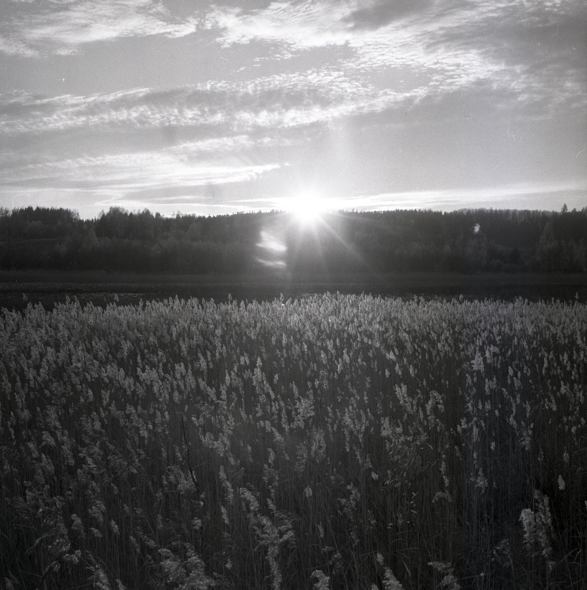 Solen skinner över en skogskant och belyser en äng i Henninge, 1969.