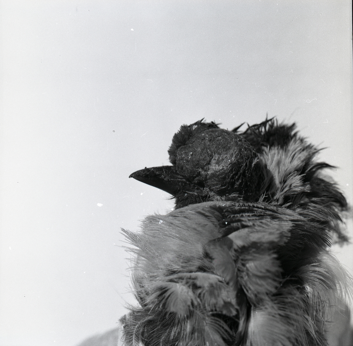En sjuk talgoxe med utväxt i ansiktet, vintern 1960.
