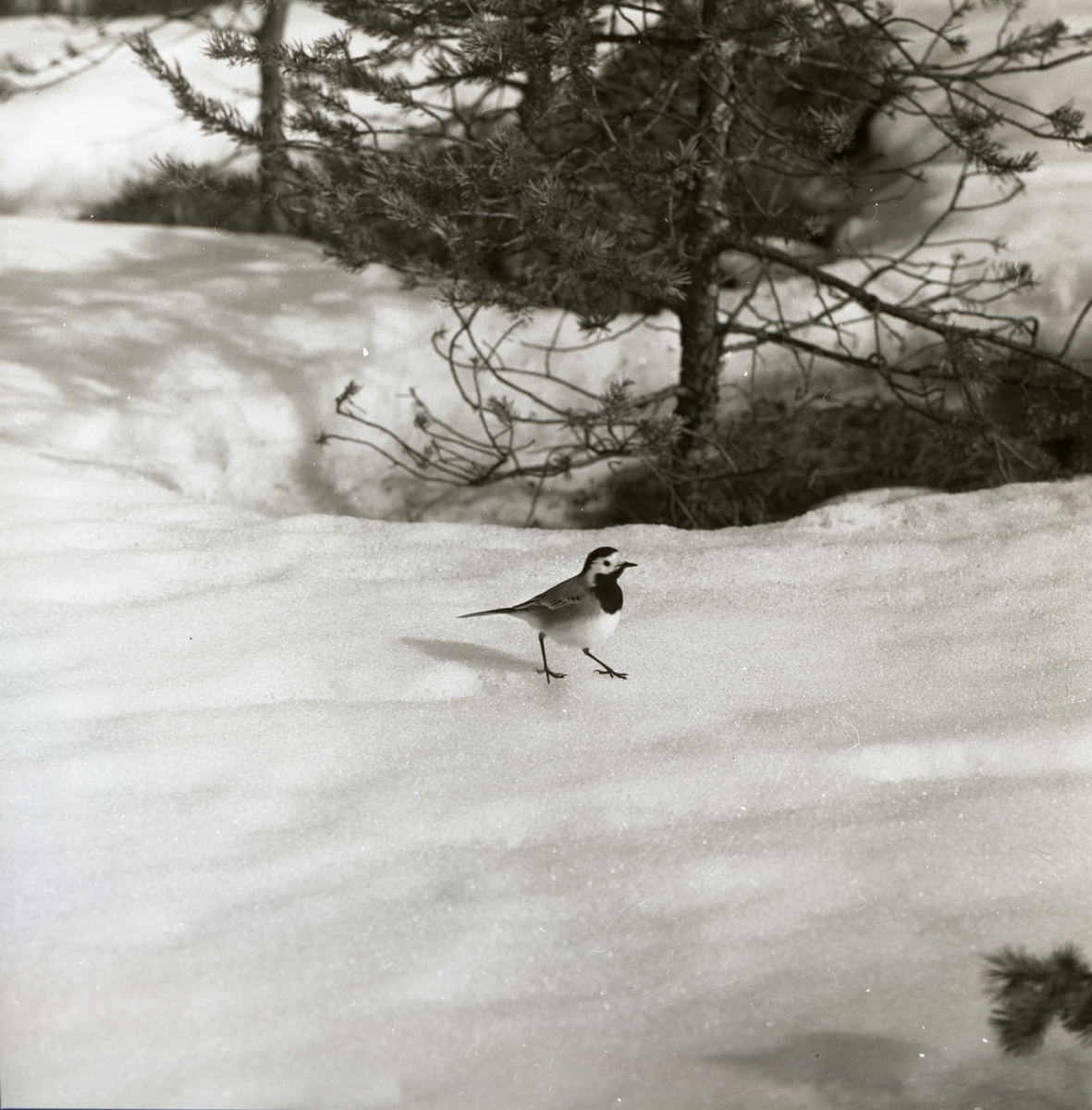 En sädesärla står på snön vid Degeln, 1967.
