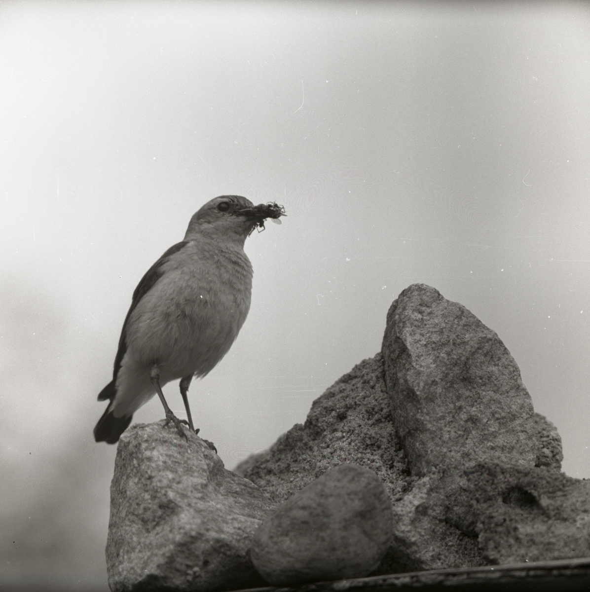 En stenskvätta sitter på en sten med ett byte i näbben, 1959.