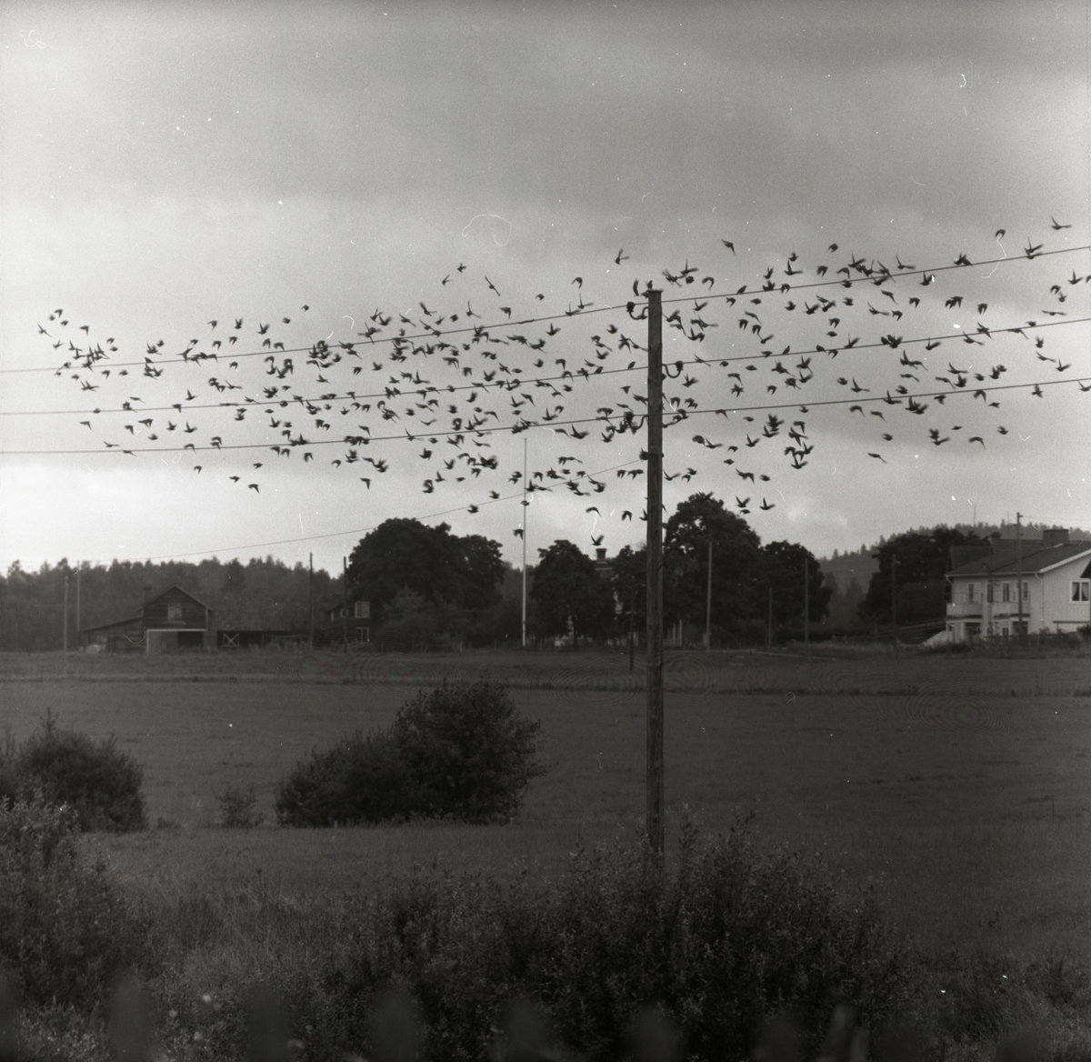 En flock starar flyger upp från en elledning, augusti 1957.