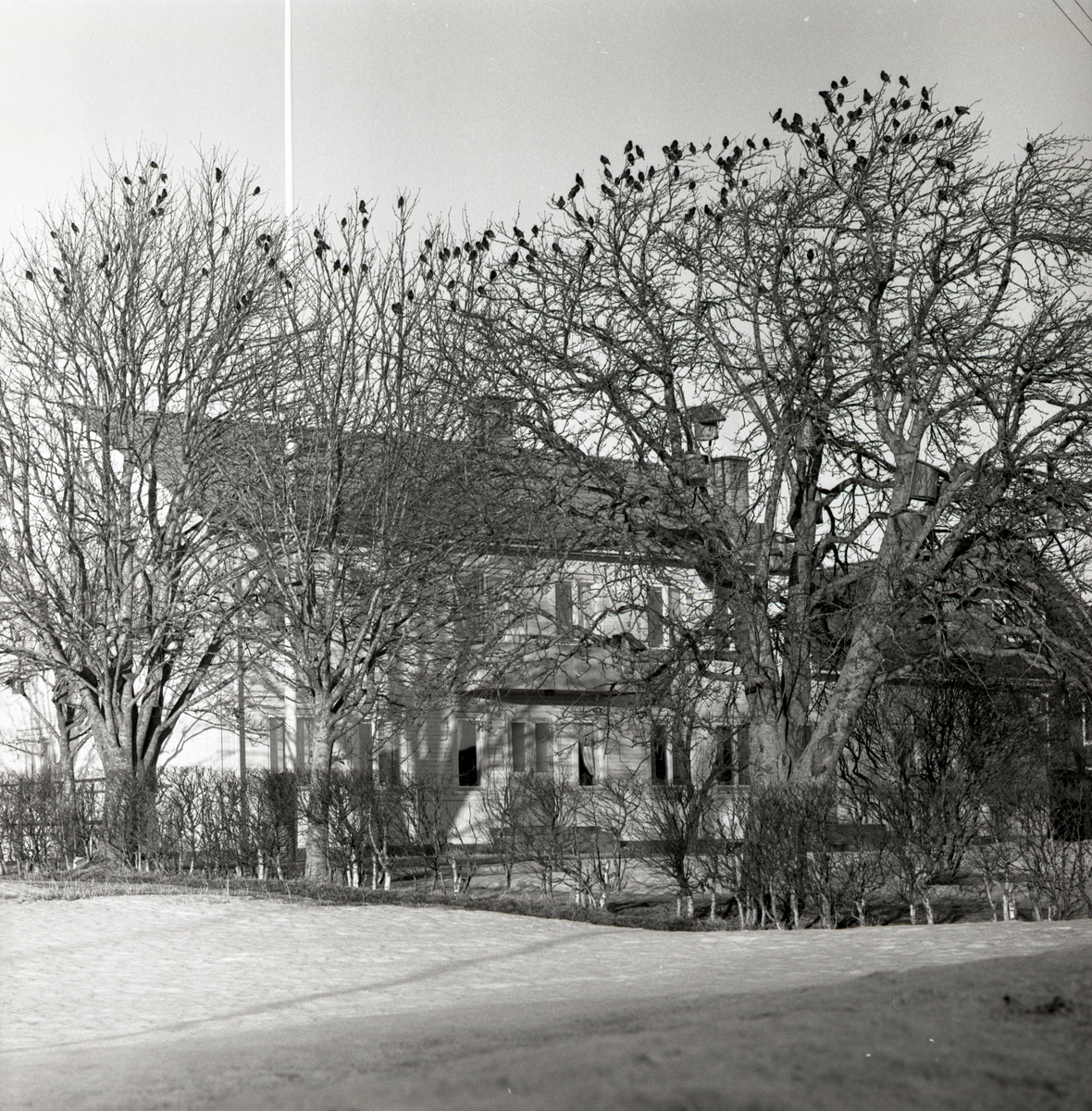 En starflock sitter i ett träd i Flästa, våren 1960.