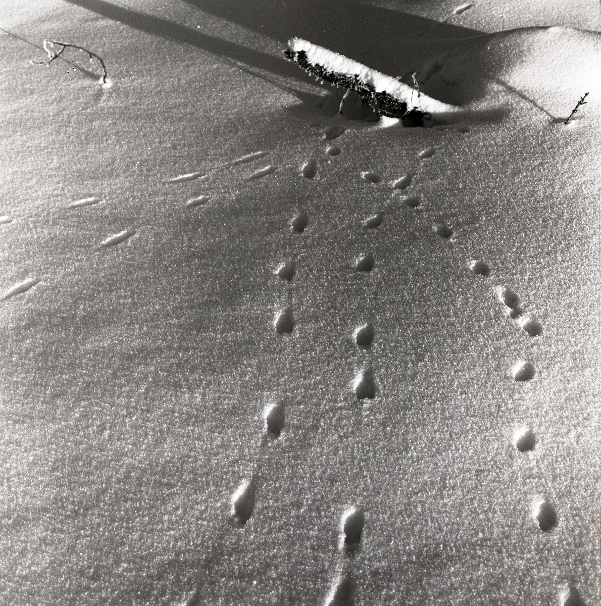 Hermelinspår i snön, februari 1960.