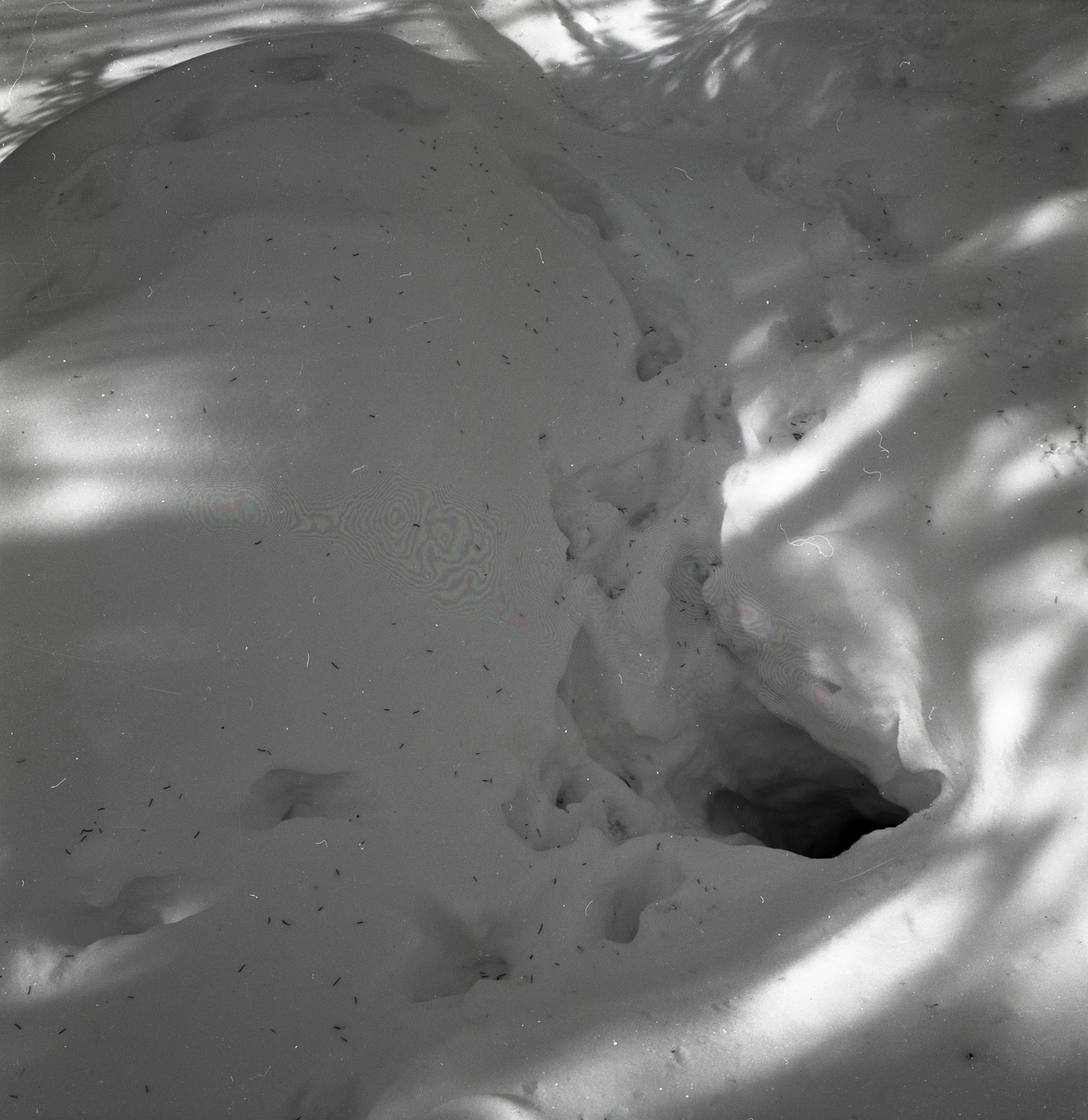 Rävspår från flera riktningar leder till ett rävgryt i snön, 1951.