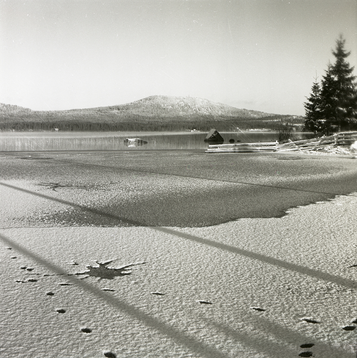 Rävspår vid en vak på Hölesjön, 1961.