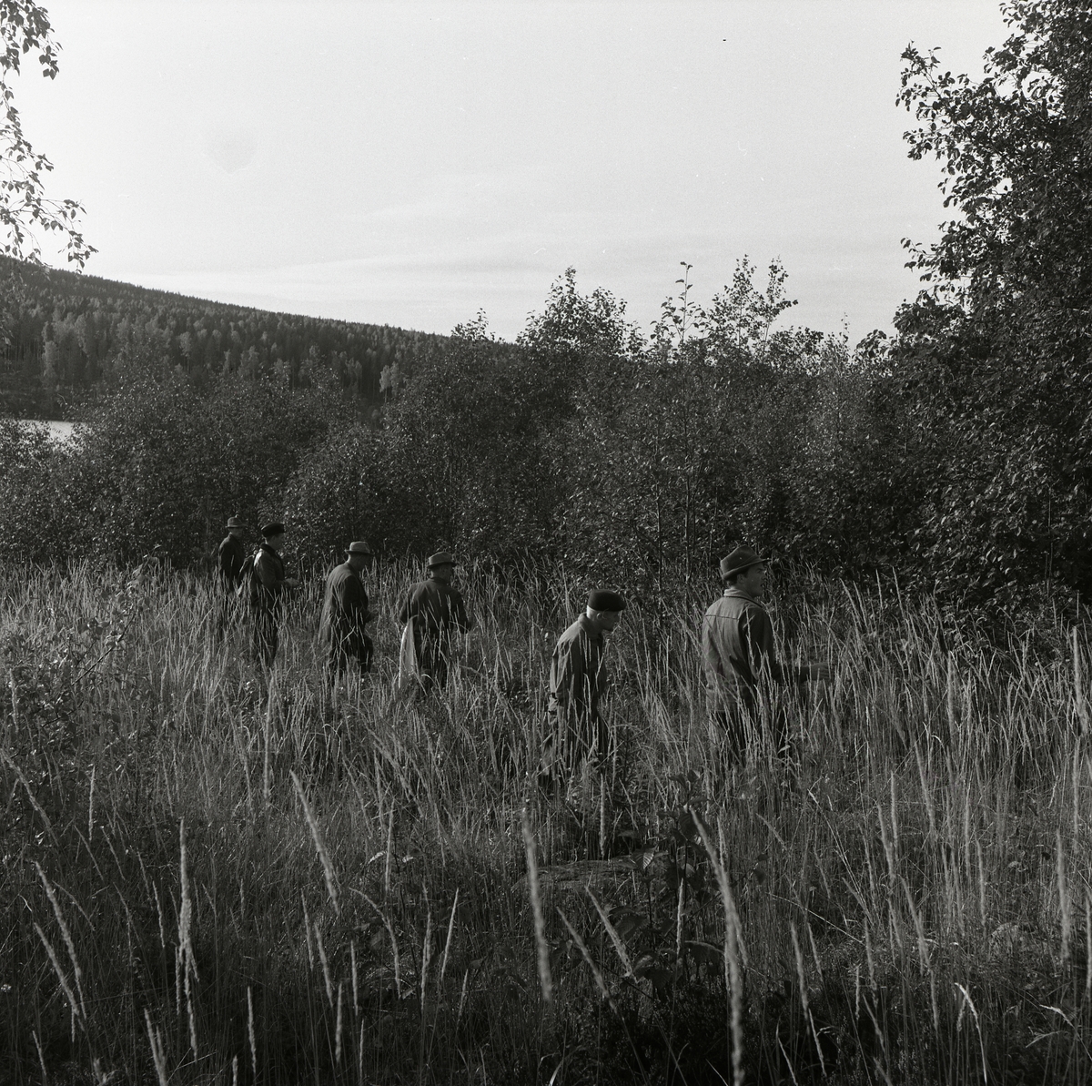 Sex män har bildat en drevkedja vid harfångst på Storön, 6 oktober 1957.