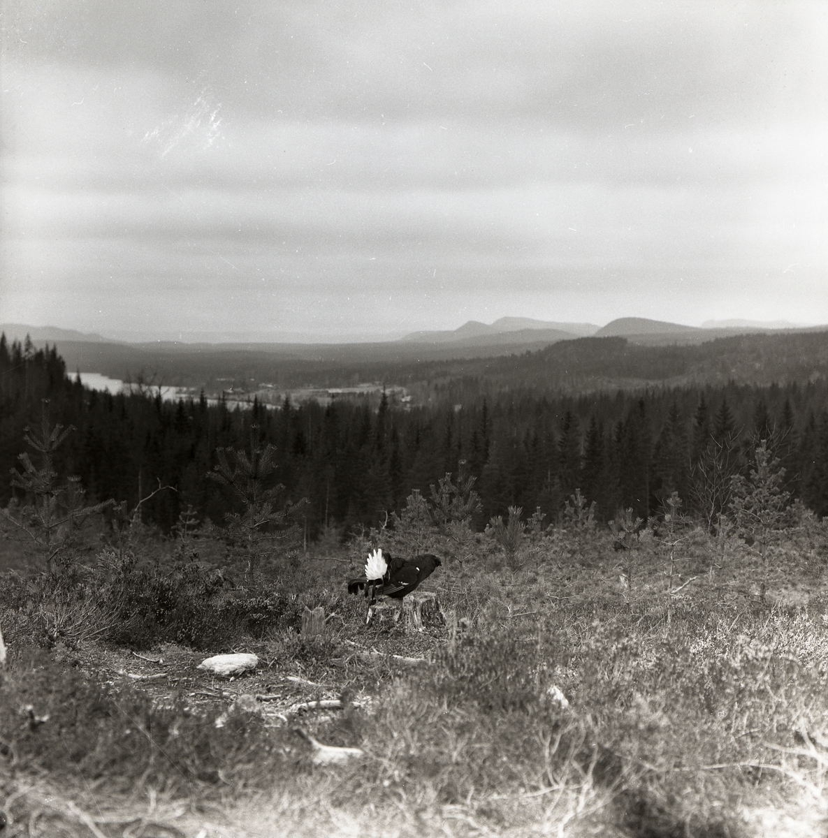 En tjäder står på en stubbe i skogen och har utsikt över bergen.
