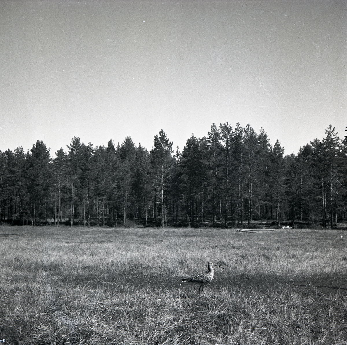 En storspov står på en myr med skog i bakgrunden, 1951.